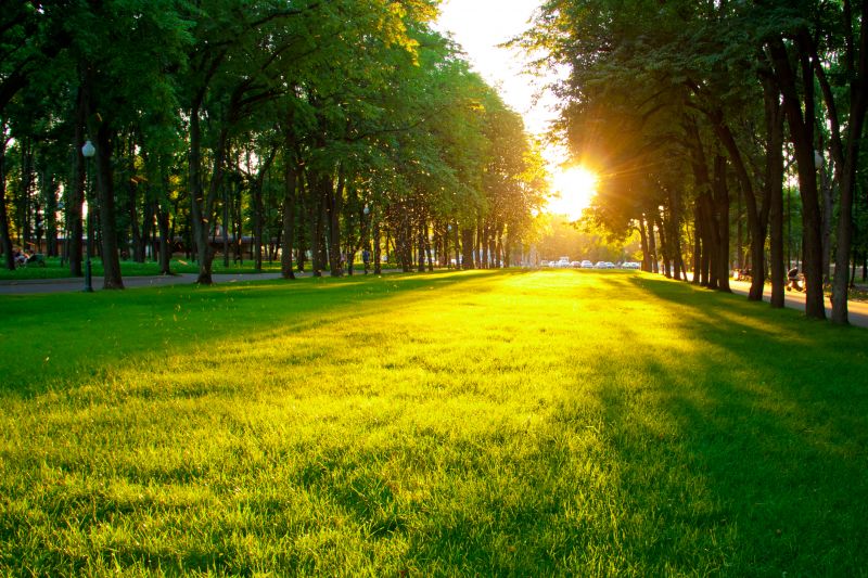 Commercial Lawn Service