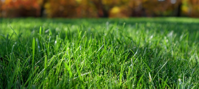 Fall Lawn Maintenance